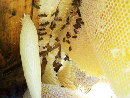 Соты. Пчелы. Мед. Источник рис.: http://www.per-ga.ru/