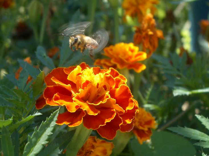 Полет пчелы. http://img-2005-09.photosight.ru/27/1055197.jpg 