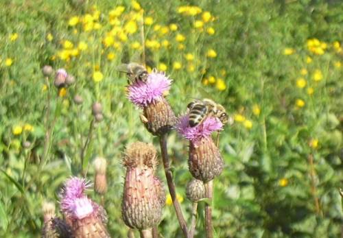 Осот дает не только поддерживающий взяток в августе, но и обеспечивает пчел прекрасным кормом для зимовки