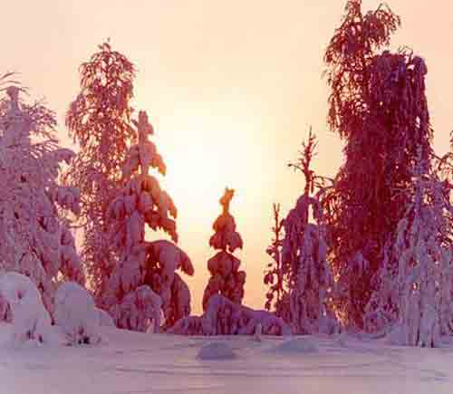 Зимний лес. http://vnp.hotbox.ru/003.html