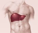 http://www.transplantology.com/images/stories/liver2.jpg